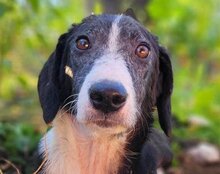 MONA, Hund, Mischlingshund in Coswig