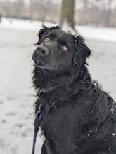 GILGAMES, Hund, Mischlingshund in Hamburg