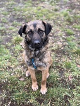 JONY, Hund, Mischlingshund in Berlin