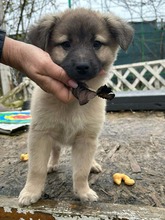 COOPER, Hund, Mischlingshund in Alling