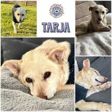 TARJA, Hund, Mischlingshund in Zossen