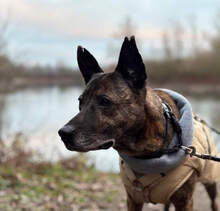 XENA, Hund, Mischlingshund in Rinteln