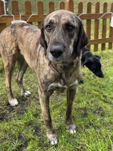 LEYLA, Hund, Mischlingshund in Ranstadt