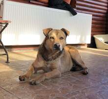 GECKO, Hund, Mischlingshund in Rumänien