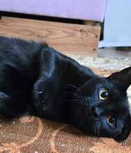 LUCKY, Katze, Europäisch Kurzhaar in Oberhausen