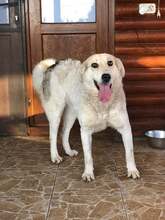 EYSIRA, Hund, Mischlingshund in Rumänien