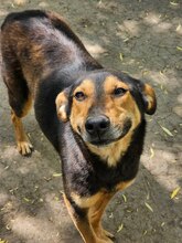 RICCO, Hund, Mischlingshund in Rumänien