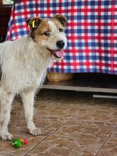 ANDRA, Hund, Mischlingshund in Rumänien