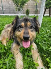 WILMA, Hund, Mischlingshund in Rumänien