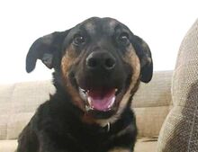 CHARLES, Hund, Mischlingshund in Slowakische Republik