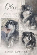 OLLIE, Hund, Mischlingshund in Rumänien