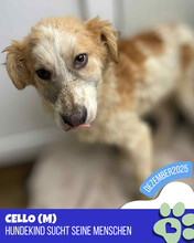 CELLO, Hund, Mischlingshund in Rumänien