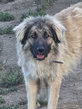 CONSTANTIN, Hund, Mischlingshund in Lonnig