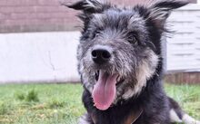 MEDDY, Hund, Mischlingshund in Zweibrücken