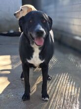 TOCCO, Hund, Mischlingshund in Italien