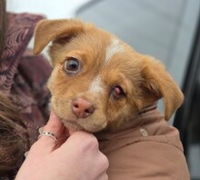 KLEE, Hund, Mischlingshund in Rumänien