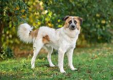 EMELYA, Hund, Mischlingshund in Bissendorf