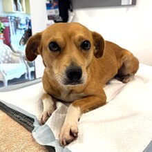 LAV, Hund, Mischlingshund in Rumänien