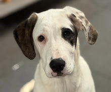 SCHUBI, Hund, Mischlingshund in Aerzen