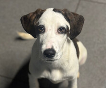 HECTOR, Hund, Mischlingshund in Aerzen