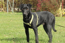 MIRO, Hund, Mischlingshund in Hagen