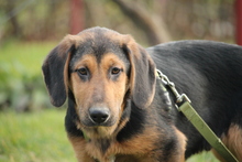 MILKY, Hund, Mischlingshund in Hagen