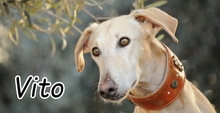 VITO, Hund, Galgo Español in Herxheimweyher