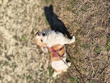 MEI, Hund, Mischlingshund in Rumänien