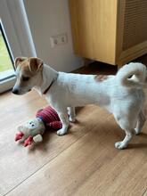 FEN, Hund, Mischlingshund in Stahnsdorf