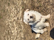 WEI, Hund, Mischlingshund in Rumänien