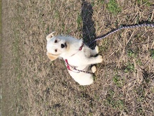 HAO, Hund, Mischlingshund in Rumänien