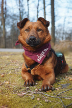 ILMA, Hund, Mischlingshund in Hainichen