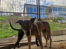 NELE, Hund, Mischlingshund in Rumänien