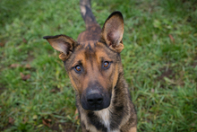 BUDDY, Hund, Schäferhund Mischling in Kroatien
