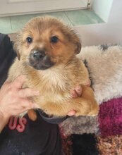 TOFFI, Hund, Mischlingshund in Mönchengladbach