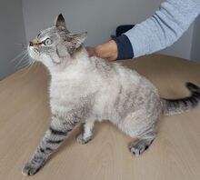 RENE, Katze, Thai-Siam-Mix in Köln