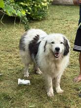ZORO, Hund, Mischlingshund in Bulgarien
