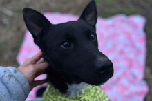 SOKOL, Hund, Mischlingshund in Kroatien