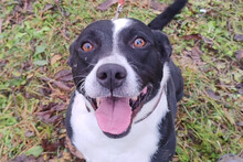 BETTY, Hund, Mischlingshund in Kroatien