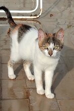 SHEYLA, Katze, Hauskatze in Kroatien