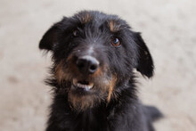 DINA, Hund, Deutscher Jagdterrier in Kroatien