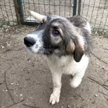 BRILLO, Hund, Mischlingshund in Rumänien