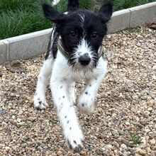 SOFIA, Hund, Mischlingshund in Rumänien