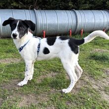 SNOOKY, Hund, Mischlingshund in Rumänien