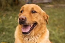 ROKI, Hund, Labrador-Mix in Kroatien