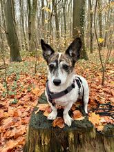 SAMIRA, Hund, Corgi-Mix in Algermissen