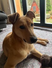 LENA, Hund, Mischlingshund in Zühlsdorf