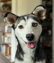 ALASKA, Hund, Siberian Husky in Lüneburg