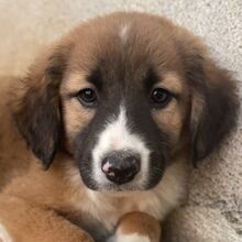 MIROK, Hund, Mischlingshund in Griechenland