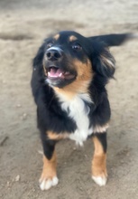 GNOCCI, Hund, Mischlingshund in Griechenland